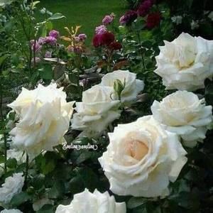 Meet your Posher, Morline